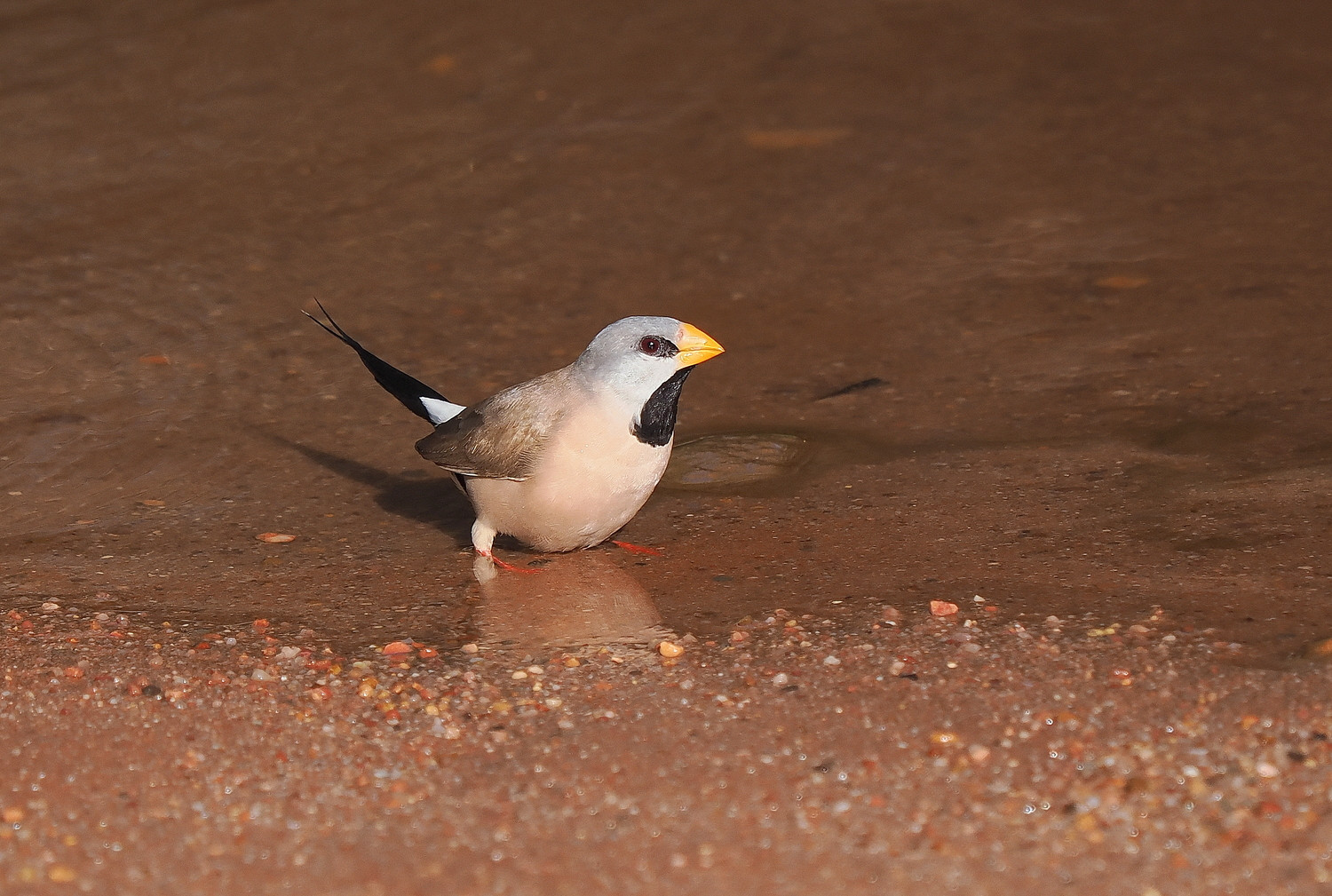 image Long-tailed Finch